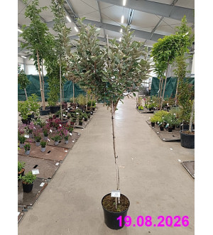 Elaeagnus ebb. 'Compacta' C 10 L